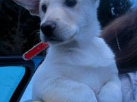 Wunderschöner, lebensfroher Schäferhund-Welpe sucht liebevolles Zuhause