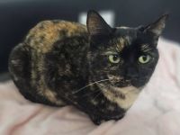 Gemütliche Lottie sucht entspanntes Zuhause