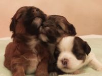 Havaneser + Coton de Tulear Mix Welpen