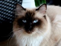 Heilige Birma Kitten