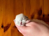 Heilige Birma Kitten