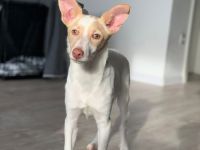 Crema- Welpe - Hund Podencomix