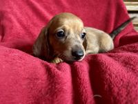 Wunderschöne Standard Dackel Welpen suchen ihr Für-immer-Zuhause