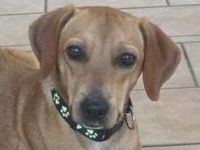 Fabio 2, männlicher Mischling Hound-X (zur Pflege in 59423 Unna)