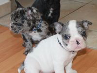 Französische Bulldogge Welpen