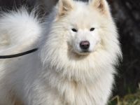 Über Šapa, bedeutet ‚Pfote‘