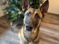 Sportlicher Mali sucht führungskompetentes Zuhause