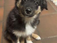 Die süße verschmuste sucht noch eine Familie