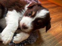 Australian sheperd/Border Collie Welpen