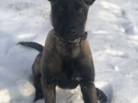 Malinois Hündin 15 Wochen sucht liebevolles, familiäres zu Hause