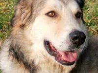 Treuer Fistic sucht seine eigene Bürste