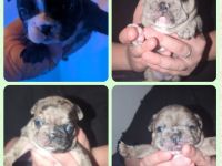 Französische bulldogge welpen