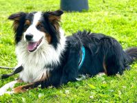 Sammy – sensibler Australian Shepherd sucht sehr erfahrene Menschen