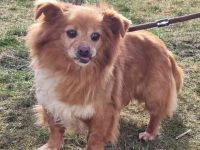 Yuki, kleiner Mischling, geb. 2013, noch sehr schüchtern