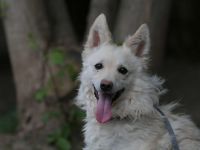 Fido - sucht ein Zuhause