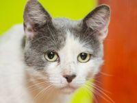 Spielfreudiger Floki sucht Heimat