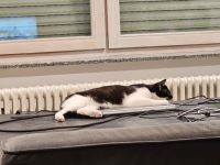 Zwei weibliche Geschwister Mischlingskatzen