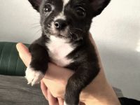 Pomchi Welpen, Pomerian Zwergspitz/Chihuahua