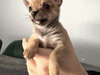 Pomchi Welpen, Pomerian Zwergspitz/Chihuahua