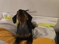 Zwergpinscher Welpen