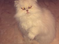 PERSERKATER SUCHT NEUES ZUHAUSE