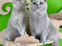 BKH lilac Kater als Liebhaber oder für Zucht