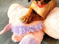 Rhodesian Ridgeback-BGS Welpen