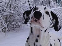 Dalmatian Special Boy für Zucht- und Ausstellungsorientierte Menschen