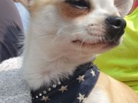 Chihuahua Deckrüde