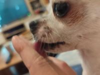Chihuahua Deckrüde