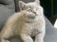 Britisch Kurzhaar-Kätzchen