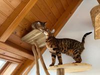 Bengal Katzen Geschwister