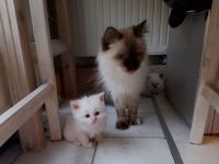 Sibirische Neva x Birma Kitten chocolate & red (Fellfarbe weiß) mit Chip und geimpft ab Mitte März