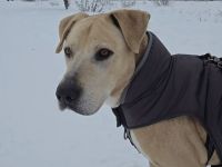 Wunderbarer Freund sucht neues Zuhause