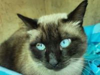 Zeus, wunderschöner, sehr sozialer Siamkater, bald bei uns in Deutschland, sucht ein neues Zuhause