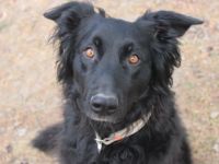 Kira, Border-Collie-Mischling, geb. 2016, aktiv, sportlich, braucht sinnvolle Auslastung