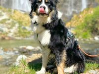 Archie in 63165 Mühlheim sucht sein Für-immer-Zuhause