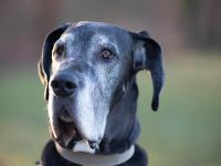 Manny in 39124 Magdeburg sucht sein Für-immer-Zuhause