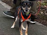 Elke auf Pflegestelle in 48268 Greven sucht ihr Für-immer-Zuhause