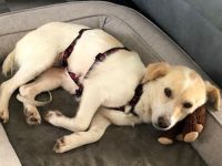 Hündin Mirka / weiblich, kasriert / in 63517 Rodenbach (Hessen)