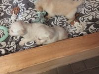 Mini Goldis suchen ein neues Zuhause