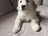 GOLDEN Retriever