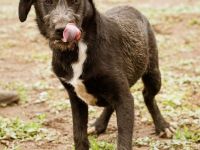 Venom, kleiner Stöpsel sucht liebe Familie