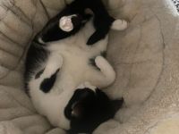 Schmusebär Raton wartet auf ein Für-Immer-Zuhause