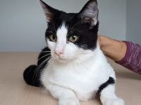 Schmusebär Raton wartet auf ein Für-Immer-Zuhause