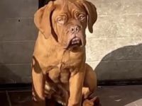 Bordeauxdogge Rüde zu verkaufen