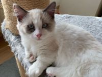 Munchkin kitten reinrassig