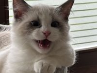 Munchkin Kitten