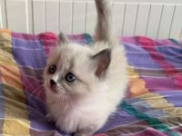 Munchkin kitten mit Stammbaum