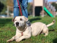 Gipsy, a.d.Tierschutz, sucht Terrier Liebhaber